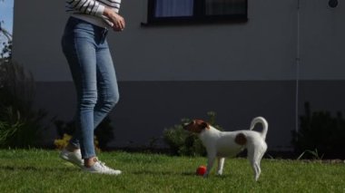 Aktif köpek yaz günü yeşil çimlerde oyuncak topuyla oynuyor. Kadın sahibi evcil hayvanla yürüyor. Hayvan bakımı