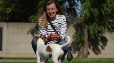 Aktif köpek yaz günü yeşil çimlerde oyuncak topuyla oynuyor. Kadın sahibi evcil hayvanla yürüyor. Hayvan bakımı