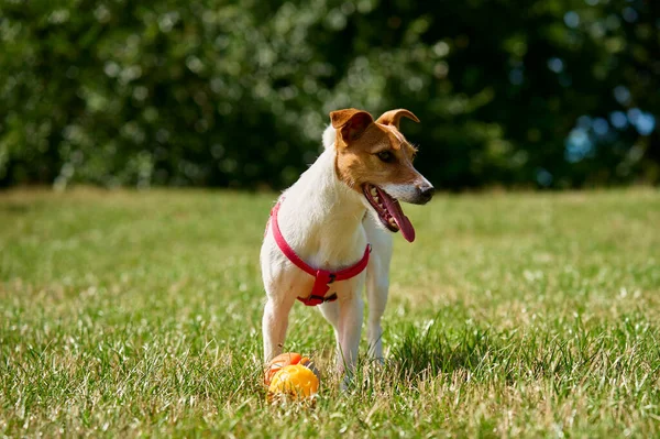 Active dog playing with toy ball on green grass at summer day. Pet walking in park. Jack Russell terrier portrait