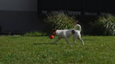 Aktif köpek yaz günü yeşil çimlerde oyuncak topuyla oynuyor. Kadın sahibi evcil hayvanla yürüyor. Hayvan bakımı