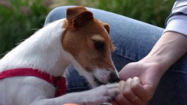 Kadın ve köpek dışarıda vakit geçirir, köpek yer. Evcil hayvan sahibi ile dışarıda yürürken ikramda bulunuyor. İnsanlar ve köpek dostluğu