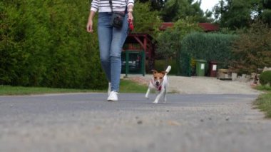 Kadınlar yaz günü köpekle yürüyüşe çıkarlar. Bayan ev sahibi ve evcil hayvan birlikte vakit geçiriyor. İnsanlar ve köpek dostluğu