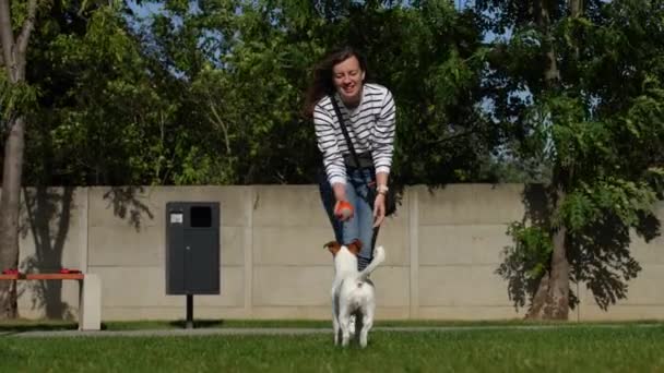 夏の日に緑の草の上でおもちゃボールで遊ぶアクティブな犬 ペットと一緒に歩いている女性の飼い主 ペットケア — ストック動画