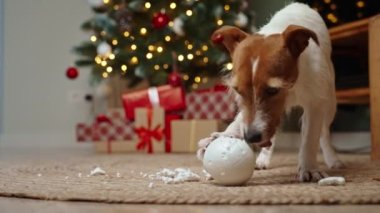 Yaramaz köpek oturma odasında Noel ağacı topu çiğniyor. Noel 'i evcil hayvanlarla kutlamak.