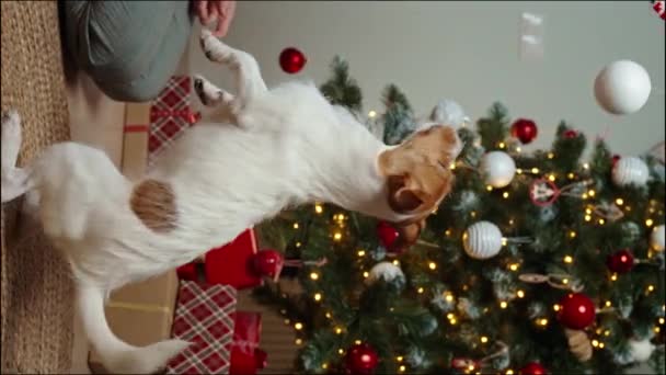 リビングルームでクリスマスツリーボールを噛むわんこ犬 ペットとクリスマスを祝う — ストック動画