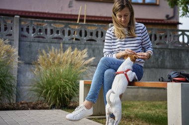 Kadın ve köpek dışarıda vakit geçirir, köpek yer. Evcil hayvan sahibi ile yürürken ikramda bulunuyor. İnsanlar ve köpek dostluğu