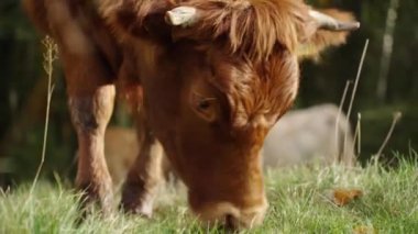 Kahverengi inek tarlada otluyor. Jersey ineği çayırda yeşil ot yiyor. Sığır yetiştiriciliği. Çiftlikte süt üretimi