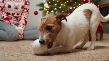 Yaramaz köpek oturma odasında Noel ağacı topu çiğniyor. Noel 'i evcil hayvanlarla kutlamak.