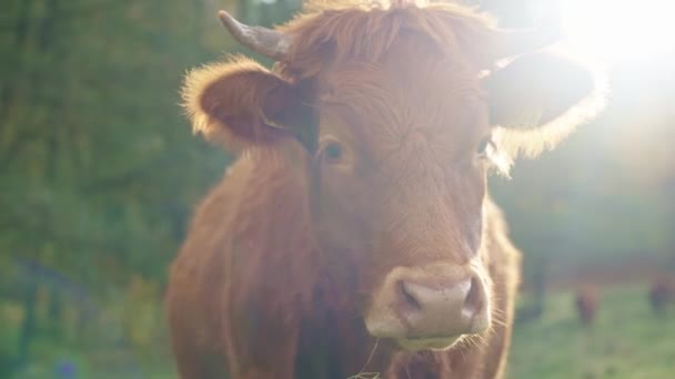 野原で放牧するブラウン牛 ジャージー牛は牧草地で緑の草を食べている 牛の繁殖について 家庭用農場でのミルク生産 — ストック動画