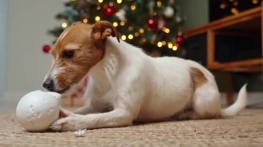 Yaramaz köpek oturma odasında Noel ağacı topu çiğniyor. Noel 'i evcil hayvanlarla kutlamak.
