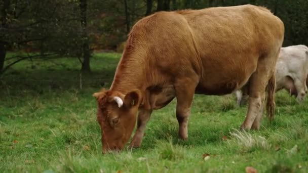 Bruine Koeien Grazen Het Veld Jersey Koe Die Groen Gras — Stockvideo