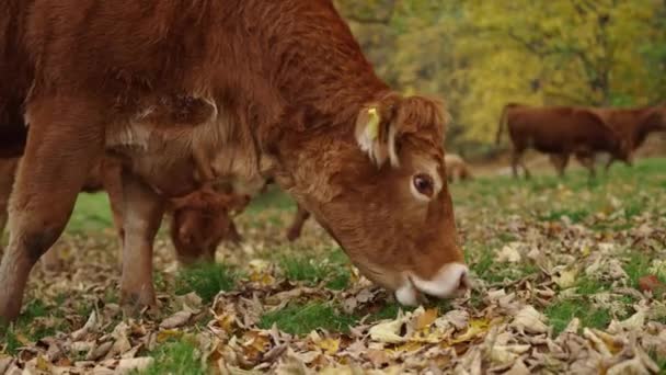 Καφέ Αγελάδα Βόσκει Στο Χωράφι Αγελάδα Του Τζέρσεϊ Τρώει Πράσινο — Αρχείο Βίντεο