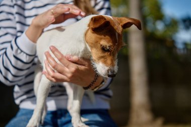 Kadın köpeği okşuyor. Kadın sahibi evcil hayvanla dışarıda vakit geçiriyor. Hayvanlar ve insanlar arasındaki arkadaşlık..