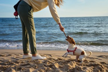 Kadın ve aktif köpek kumsalda eğleniyor. Kadın sahibi deniz kıyısında evcil hayvanla yürüyor. Hayvanlar ve insanlar arasındaki arkadaşlık.