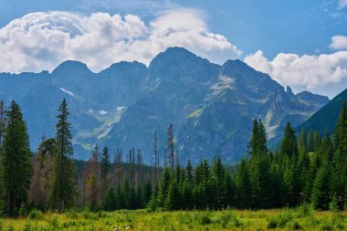 Yaz günü orman ağaçlarının yakınındaki dağların muhteşem manzarası. Polonya 'daki Tatra Ulusal Parkı