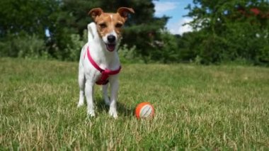 Yaz günü parkta yeşil çimlerde gezinen sevimli aktif köpek. Jack Russell Terrier 'ın açık havada portresi