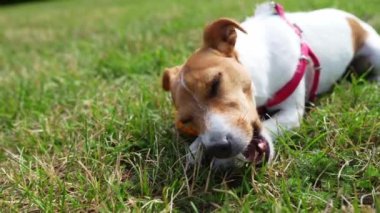 Köpek tarlada yeşil çimlerle birlikte tahta çubuğu kemiriyor. Yaz günü parkta çimlerde gezinen sevimli aktif köpek. Jack Russell Terrier dışarıda yürüyor.