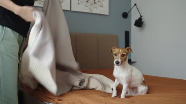 Anjing Duduk Atas Selimut Sementara Wanita Membuat Tempat Tidur Pet — Stok Video