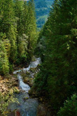 Ormandaki dağ nehri. Yeşil orman ağaçlarının arasında kayalıklarda akan nehirler. Polonya 'daki Tatra Ulusal Parkı