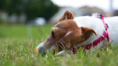Köpek tarlada yeşil çimlerle birlikte tahta çubuğu kemiriyor. Yaz günü parkta çimlerde gezinen sevimli aktif köpek. Jack Russell Terrier dışarıda yürüyor.