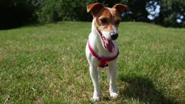 在公园的绿草旁散步的狗很可爱 Jack Russell Terrier户外肖像画 — 图库视频影像