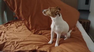 Kadın yatağını toplarken köpek battaniyeye oturuyor. Evcil hayvan ev işi yapmasını engeller. Köpekle yaşamak