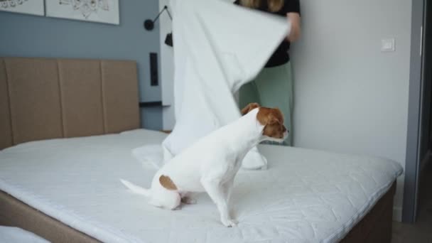 Dog Sitting Blanket While Woman Makes Bed Pet Prevents Doing — Stock Video
