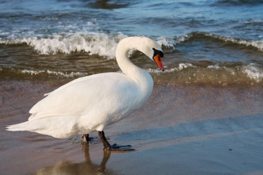 Polonya 'da Baltık Denizi kıyısında beyaz kuğu. Vahşi kuğu.