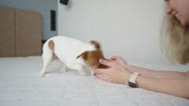 Köpek, sahibinin elini avlıyor. Kadın yatak odasında köpekle oynuyor. Dişi, evde köpekle eğlenir.