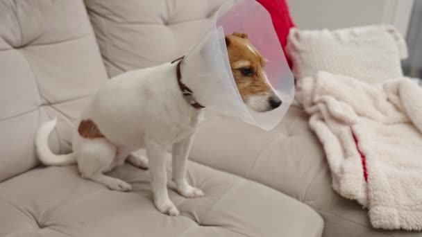 Cão Vestindo Coleira Plástico Médico Sentado Sofá Sala Estar Reabilitação — Vídeo de Stock