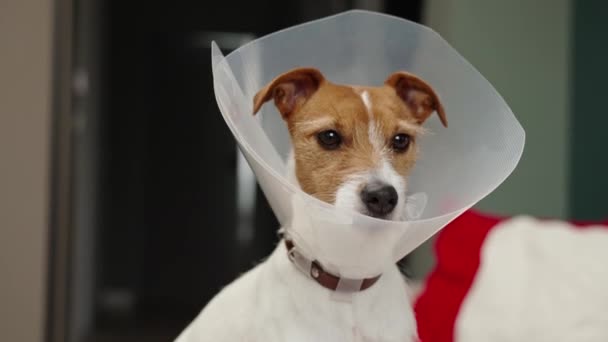 狗戴着医用塑料项圈坐在客厅的沙发上 治疗后的康复 悲伤的Jack Russell Terrier在宠物蛋筒里 — 图库视频影像