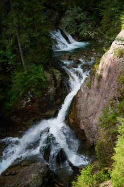 Ormandaki dağ nehri. Yeşil orman ağaçlarının arasında kayalıklarda akan nehirler. Polonya 'daki Tatra Ulusal Parkı