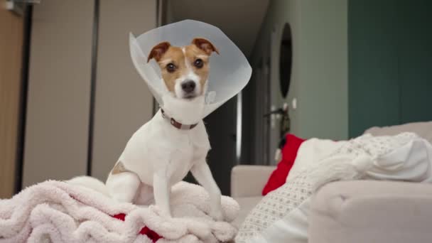 Cão Vestindo Coleira Plástico Médico Sentado Sofá Sala Estar Reabilitação — Vídeo de Stock
