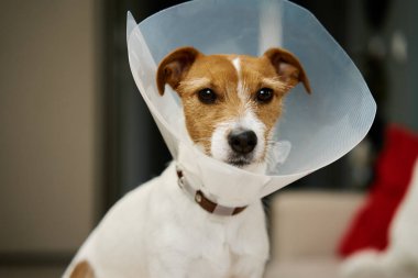 Oturma odasındaki kanepede oturan plastik yakalı köpek. Tıbbi tedaviden sonra rehabilitasyon. Üzgün Jack Russell Terrier evcil hayvan konisinde