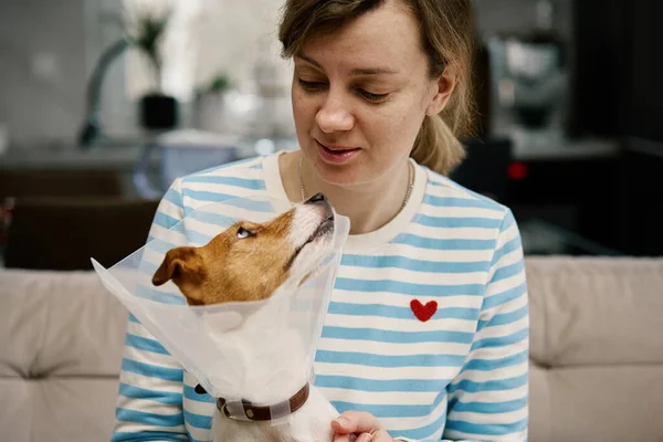 Woman strokes dog wearing medical plastic collar at home. Female owner care about cute dog in Elizabethan collar. Sad Jack Russell Terrier in pet cone in rehabilitation after medical treatment