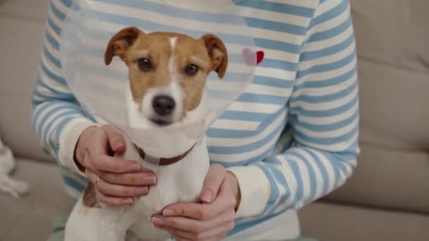 Mulher Acaricia Cão Usando Coleira Plástica Médica Casa Proprietário Feminino — Vídeo de Stock
