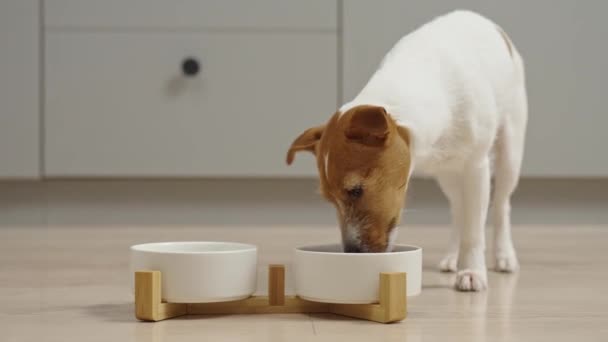 キッチンの床に白いボウルからドライフードを食べる犬 ハンガリーの犬 動物の餌とペットのケア — ストック動画