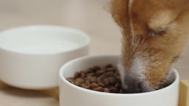 狗吃厨房地板上的白碗里的干食物 动物喂养和宠物照料 — 图库视频影像