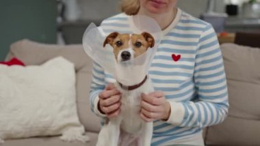 Evde plastik tasma takan bir kadın köpeğe dokunuyor. Kadın sahibi Elizabeth dönemi tasmasındaki sevimli köpeğe değer veriyor. Üzgün Jack Russell Terrier, tedavi sonrası evcil hayvan konisinde rehabilitasyonda.