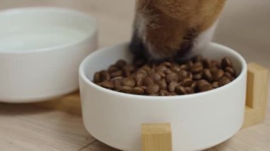 Mutfakta köpeğini beslemek için yemek kasesi koyan kadın aç köpek, hayvan besleme ve evcil hayvan bakımı.