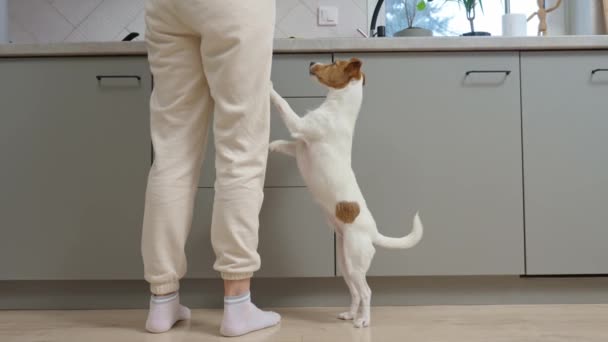 Ein Kleiner Hund Bettelt Eifrig Futter Und Steht Auf Seinen — Stockvideo