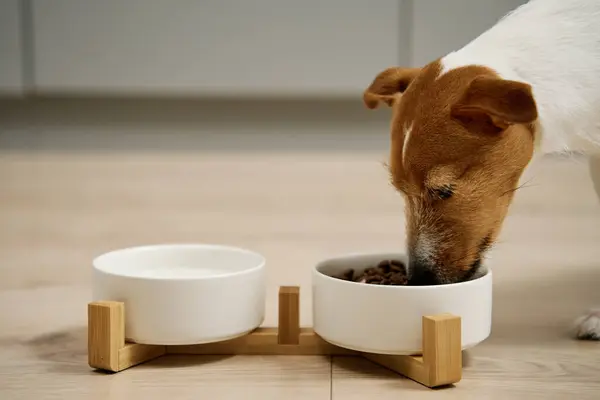 Dog eating dry food from a white bowl on the floor in kitchen, Hungry dog, Animal feeding and pet care
