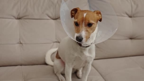 Σκύλος Που Φοράει Ιατρικό Πλαστικό Κολάρο Κάθεται Στον Καναπέ Στο — Αρχείο Βίντεο