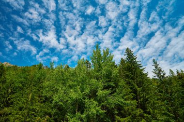 Mavi gökyüzüne karşı yeşil ağaçlar. Yaz günü bulutlu gökyüzü olan orman
