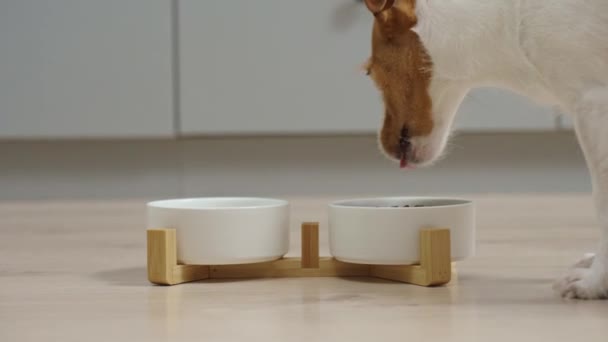 Cão Comendo Comida Seca Uma Tigela Branca Chão Cozinha Cão — Vídeo de Stock