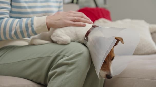 女人在家里用医用塑料项圈爱抚狗 女主人关心伊丽莎白时代的可爱的狗 Sad Jack Russell Terrier在治疗后康复过程中的宠物锥 — 图库视频影像