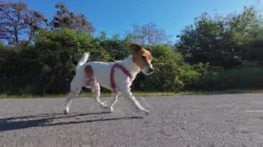 Sokak yolunda koşan neşeli bir köpek. Sabah yürüyüşünde aktif Jack Russell Terrier köpeği. Şirin hayvan, dışarıda iyi eğlenceler.
