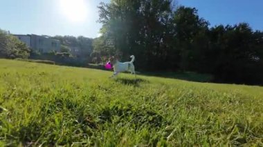 Neşeli köpek oyuncak topuyla oynuyor ve yemyeşil bir parkın etrafında koşuyor. Sabah yürüyüşünde aktif Jack Russell Terrier köpeği. Şirin hayvan çayırda iyi eğlenceler.
