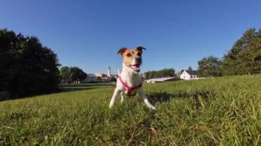 Aktif Jack Russell Terrier yeşil çimlerle çayırda yakalama oyunu oynuyor. Sabah yürüyüşündeki neşeli enerjik köpek. Parkta koşan hayvan
