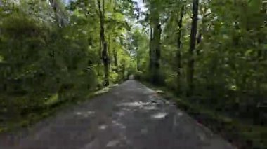 Yaz günü yol kenarında ağaçlarla boş bir yolda araba sürmek. Orman boyunca kırsal kesimde hareket eden ilk kamera görüntüsü
